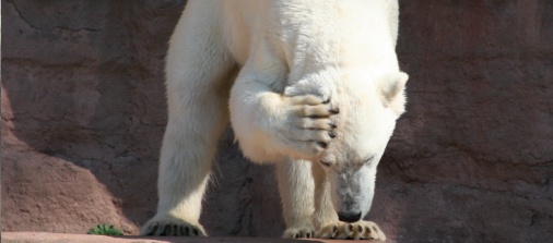 baer.jpg